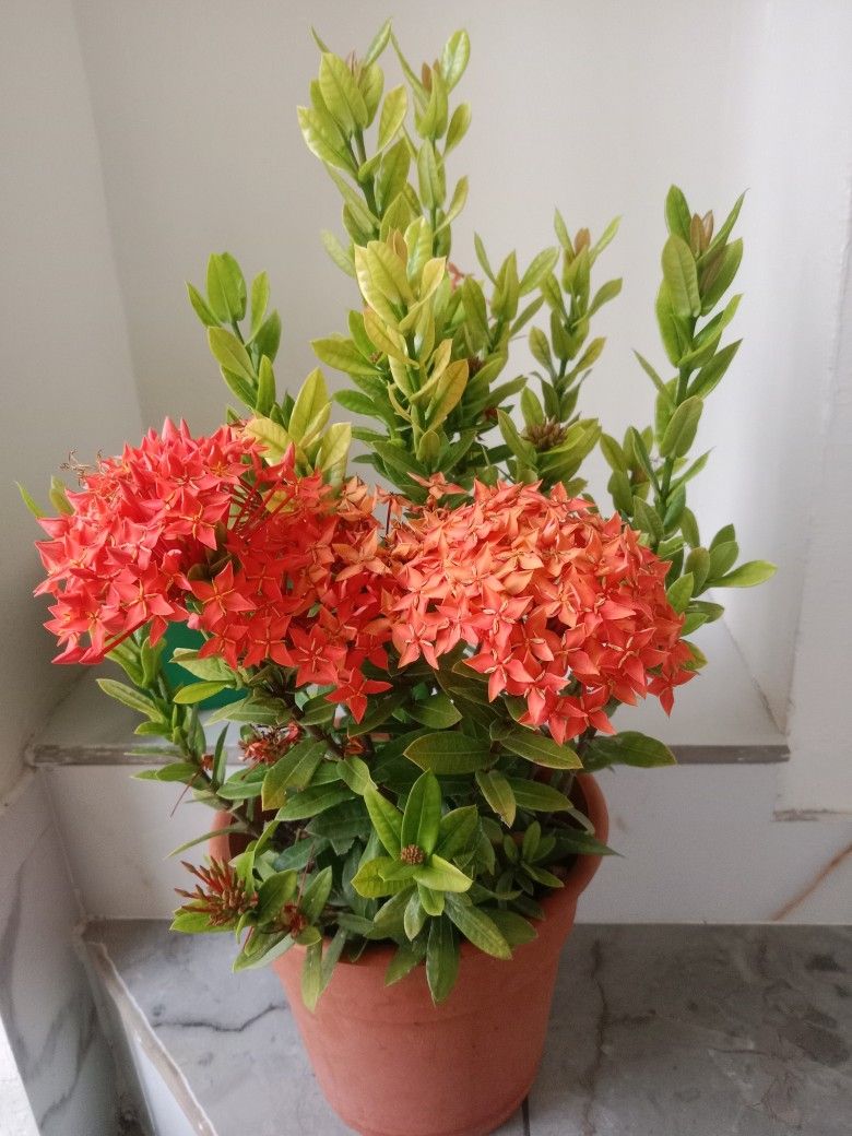 Ixora coccinea Plant(Jungle Geranium)